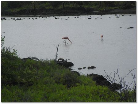 Galapagos Islands, Ecuador, Charles Darwin, Evolution