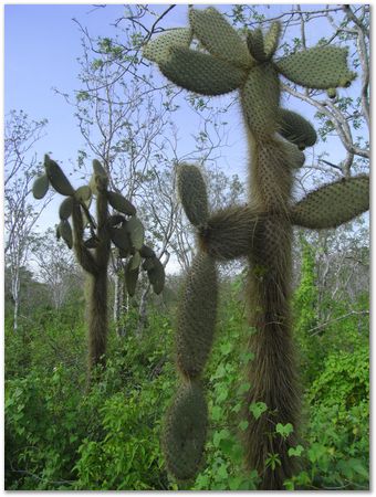 Galapagos Islands, Ecuador, Charles Darwin, Evolution