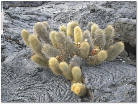 Galapagos Islands, Ecuador, Charles Darwin, Evolution