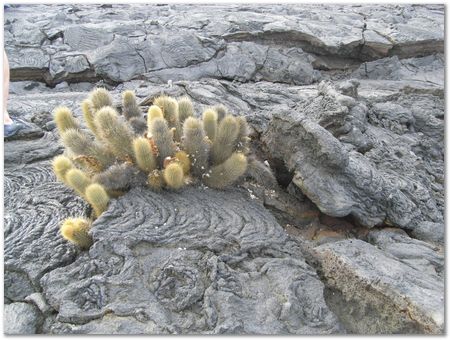 Galapagos Islands, Ecuador, Charles Darwin, Evolution