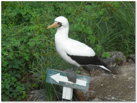 Galapagos Islands, Ecuador, Charles Darwin, Evolution