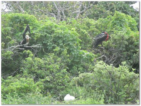 Galapagos Islands, Ecuador, Charles Darwin, Evolution