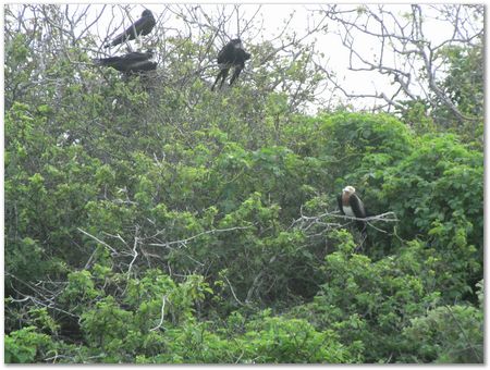 Galapagos Islands, Ecuador, Charles Darwin, Evolution