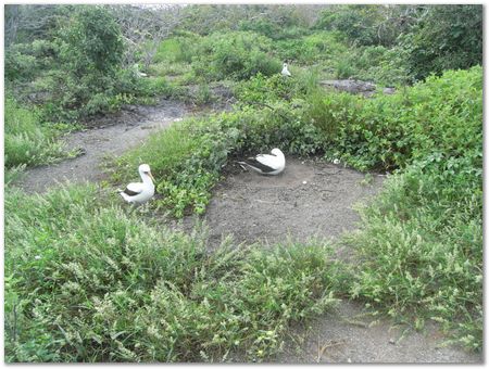 Galapagos Islands, Ecuador, Charles Darwin, Evolution