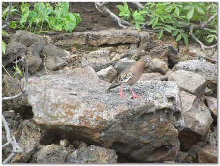 Galapagos Islands, Ecuador, Charles Darwin, Evolution