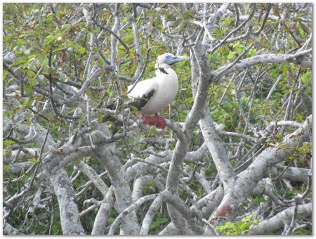 Galapagos Islands, Ecuador, Charles Darwin, Evolution