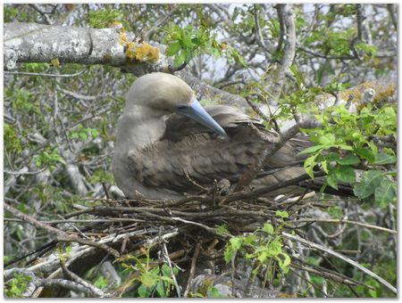 Galapagos Islands, Ecuador, Charles Darwin, Evolution