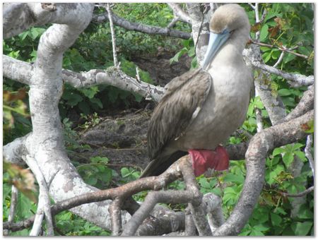 Galapagos Islands, Ecuador, Charles Darwin, Evolution