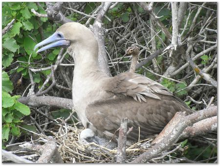 Galapagos Islands, Ecuador, Charles Darwin, Evolution