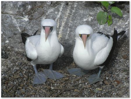 Galapagos Islands, Ecuador, Charles Darwin, Evolution