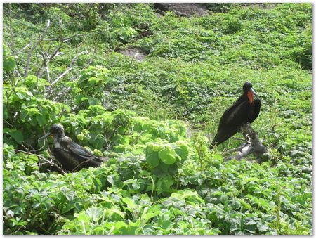 Galapagos Islands, Ecuador, Charles Darwin, Evolution