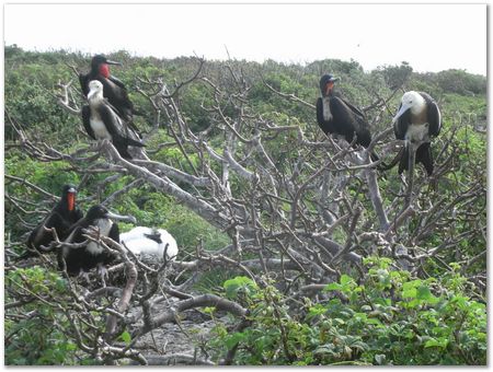 Galapagos Islands, Ecuador, Charles Darwin, Evolution