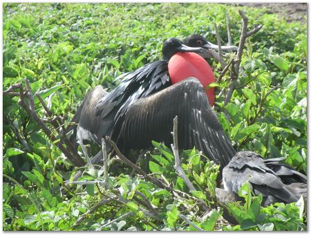 Galapagos Islands, Ecuador, Charles Darwin, Evolution