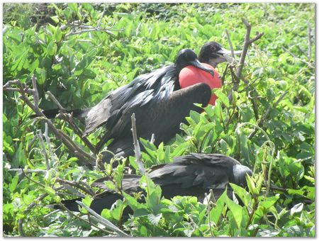 Galapagos Islands, Ecuador, Charles Darwin, Evolution