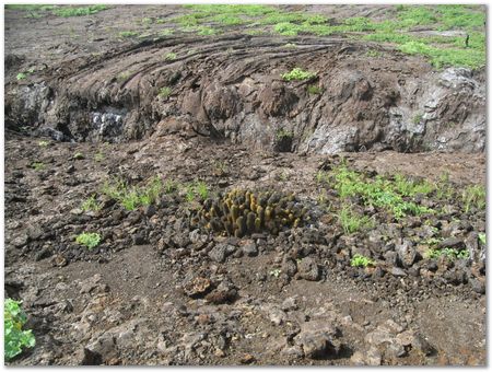 Galapagos Islands, Ecuador, Charles Darwin, Evolution