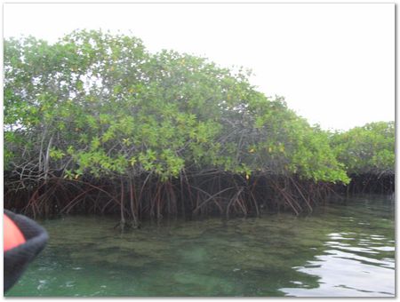 Galapagos Islands, Ecuador, Charles Darwin, Evolution