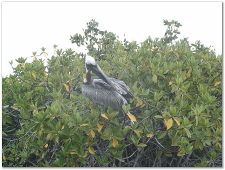 Galapagos Islands, Ecuador, Charles Darwin, Evolution