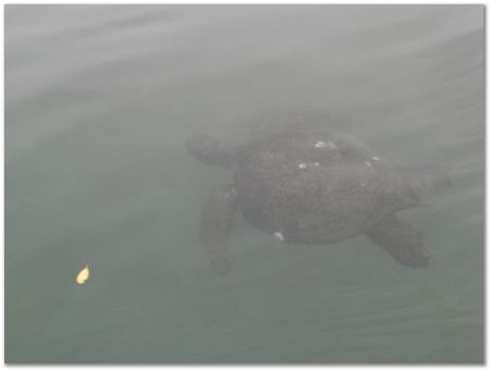 Galapagos Islands, Ecuador, Charles Darwin, Evolution