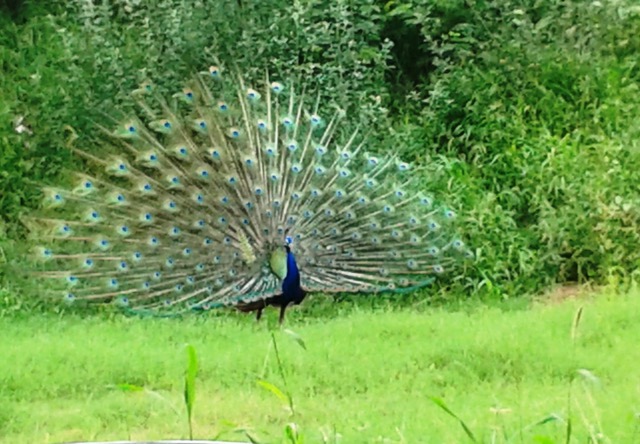 peacocks, Indian Institute of Technology, IIT Dehli, Sangeeta Khare, Harry Bhadeshia, Phase Transformations and Complex Properties research group