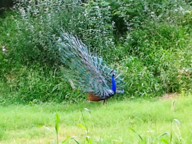 peacocks, Indian Institute of Technology, IIT Dehli, Sangeeta Khare, Harry Bhadeshia, Phase Transformations and Complex Properties research group