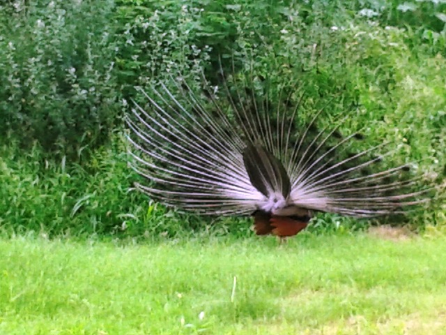 peacocks, Indian Institute of Technology, IIT Dehli, Sangeeta Khare, Harry Bhadeshia, Phase Transformations and Complex Properties research group