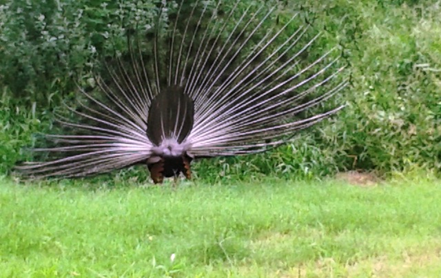 peacocks, Indian Institute of Technology, IIT Dehli, Sangeeta Khare, Harry Bhadeshia, Phase Transformations and Complex Properties research group