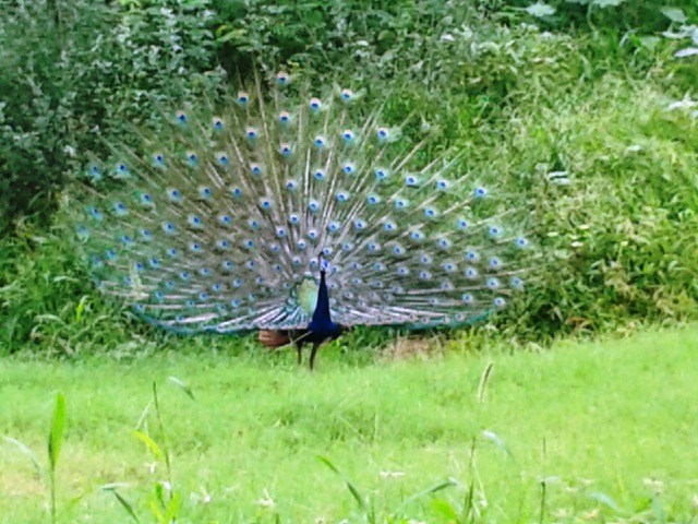 peacocks, Indian Institute of Technology, IIT Dehli, Sangeeta Khare, Harry Bhadeshia, Phase Transformations and Complex Properties research group