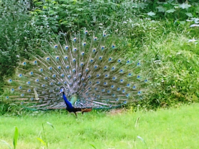 peacocks, Indian Institute of Technology, IIT Dehli, Sangeeta Khare, Harry Bhadeshia, Phase Transformations and Complex Properties research group