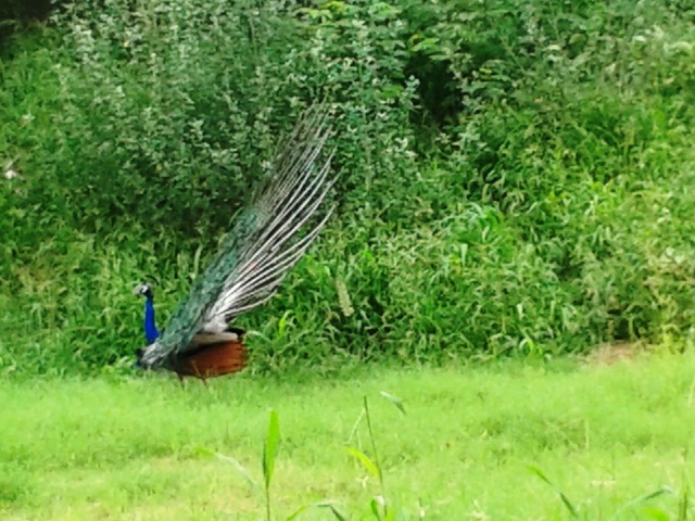 peacocks, Indian Institute of Technology, IIT Dehli, Sangeeta Khare, Harry Bhadeshia, Phase Transformations and Complex Properties research group