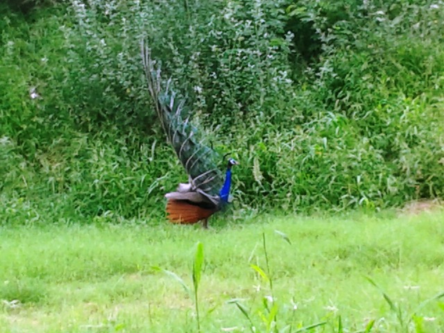 peacocks, Indian Institute of Technology, IIT Dehli, Sangeeta Khare, Harry Bhadeshia, Phase Transformations and Complex Properties research group