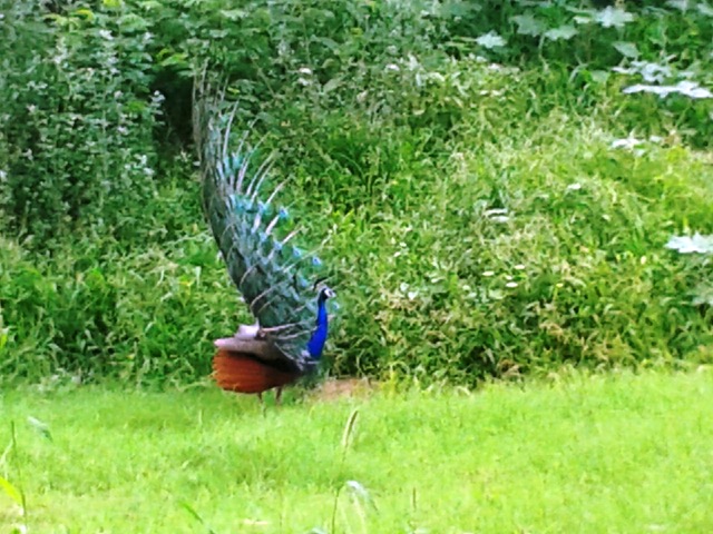 peacocks, Indian Institute of Technology, IIT Dehli, Sangeeta Khare, Harry Bhadeshia, Phase Transformations and Complex Properties research group