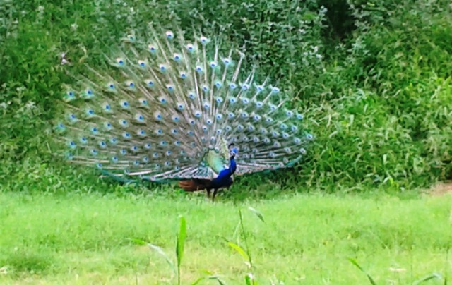 peacocks, Indian Institute of Technology, IIT Dehli, Sangeeta Khare, Harry Bhadeshia, Phase Transformations and Complex Properties research group