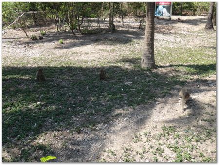 Wilberth Alvarez-Solano, Vietnam, Cambodia, Laos, elephants