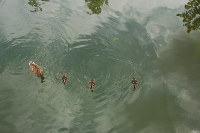 rabbits, ducklings, Materials science and metallurgy, university of cambridge