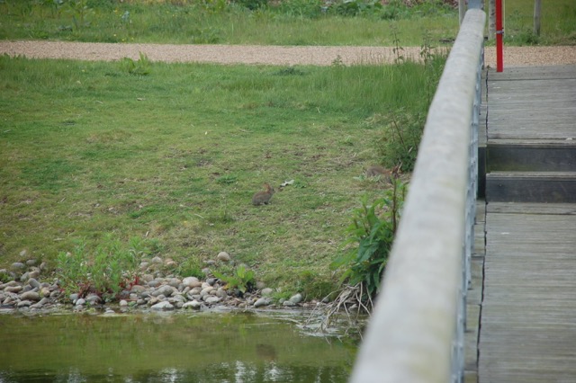 rabbits, ducklings, Materials science and metallurgy, university of cambridge