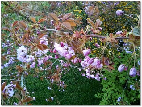 Hans Roelofs, Kyozo Arimoto, Koichi Ohtomi, Spring, March 2017, April 2017, Botanical Gardens, Cambridge University, Metallurgy, swords