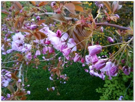 Hans Roelofs, Kyozo Arimoto, Koichi Ohtomi, Spring, March 2017, April 2017, Botanical Gardens, Cambridge University, Metallurgy, swords