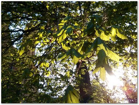 Hans Roelofs, Kyozo Arimoto, Koichi Ohtomi, Spring, March 2017, April 2017, Botanical Gardens, Cambridge University, Metallurgy, swords