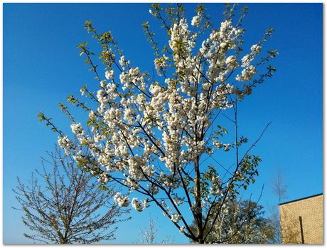 Hans Roelofs, Kyozo Arimoto, Koichi Ohtomi, Spring, March 2017, April 2017, Botanical Gardens, Cambridge University, Metallurgy, swords