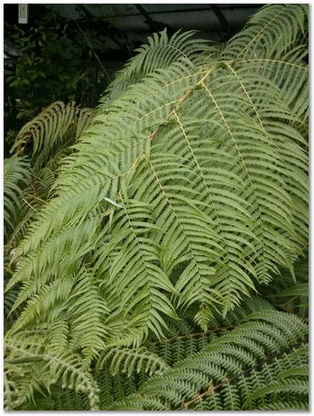 Hans Roelofs, Kyozo Arimoto, Koichi Ohtomi, Spring, March 2017, April 2017, Botanical Gardens, Cambridge University, Metallurgy, swords