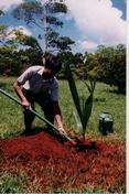 tree planting