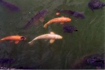 Koi carp and turtles