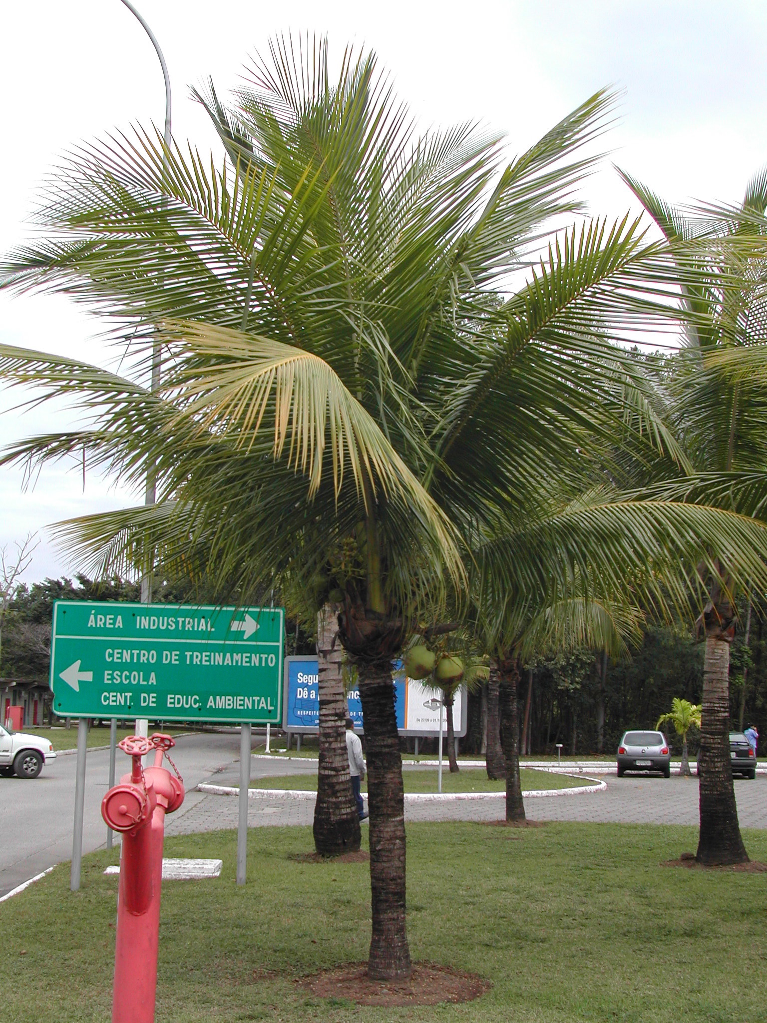 Coconut palm