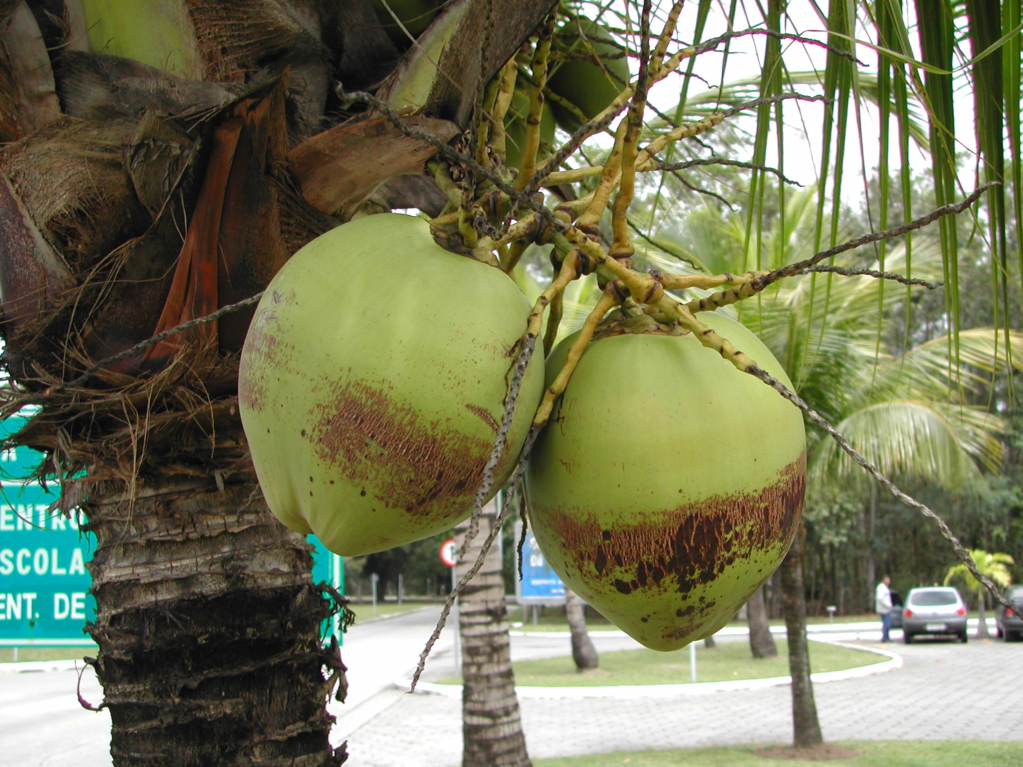 Coconut palm