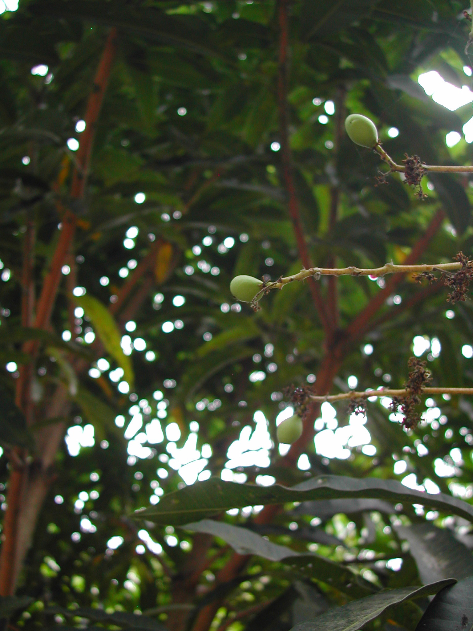 Young mangoes