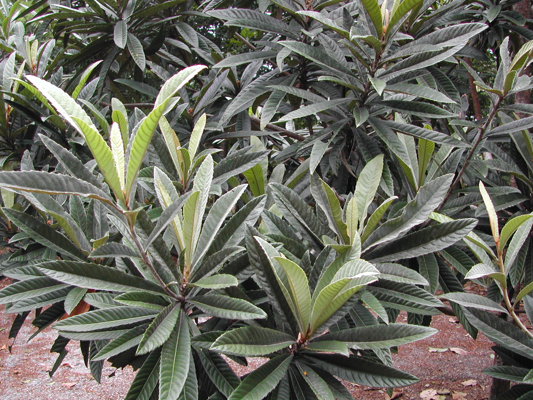 Loquat tree