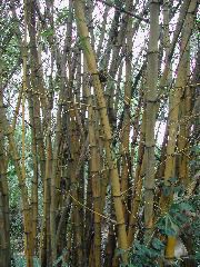 Bamboo