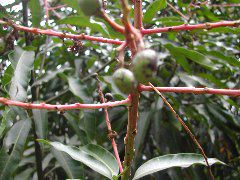 Young mangoes