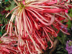 DSCN6737.JPG