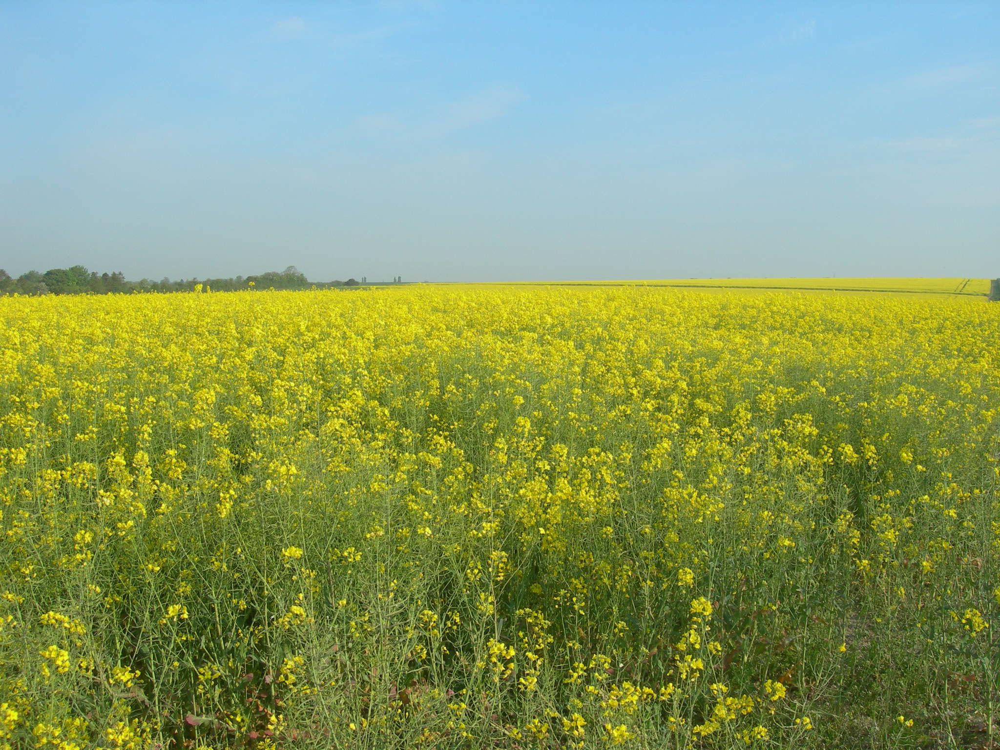 Рыжик Camelina поле